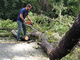 Best Storm Damage Tree Cleanup  in Arnold, CA