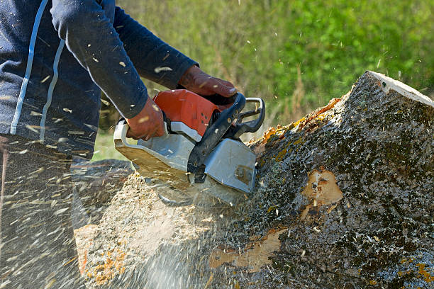 Best Commercial Tree Services  in Arnold, CA